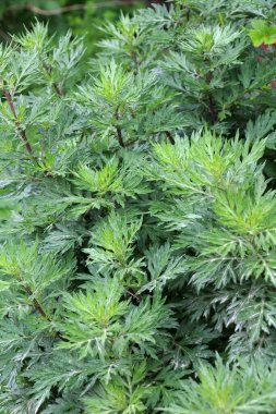 Wormwood (Artemisia vulgaris) doğada büyür.