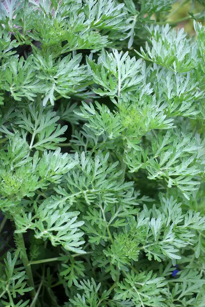 Acı pelin otu (Artemisia absinthium) vahşi doğada yetişir.