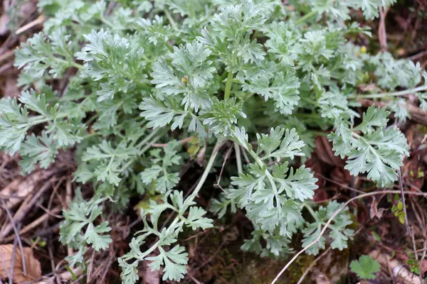 Acı pelin otu (Artemisia absinthium) vahşi doğada yetişir.