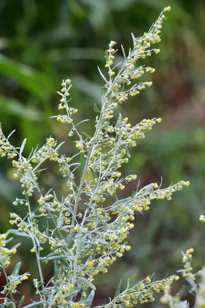Acı pelin otu (Artemisia absinthium) vahşi doğada yetişir.
