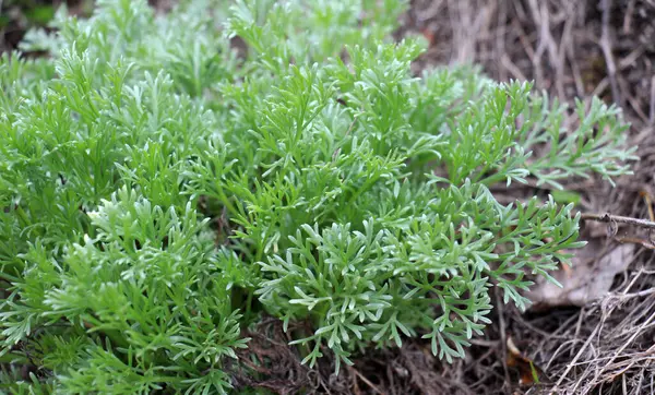 Vahşi doğada bir tür pelin otu yetişir - Artemisia marschalliana