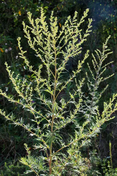 Wormwood (Artemisia vulgaris) doğada büyür.