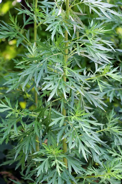 Wormwood (Artemisia vulgaris) doğada büyür.