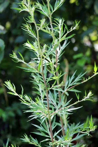 Wormwood (Artemisia vulgaris) doğada büyür.