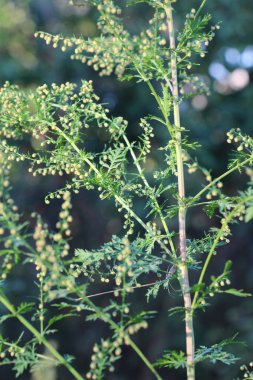 Vahşi doğada yıllık pelin otu (Artemisia annua) yetişir.