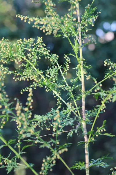Vahşi doğada yıllık pelin otu (Artemisia annua) yetişir.