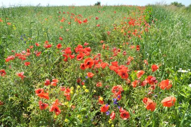 Yazın ortasında, tarlada çeşitli yabani çiçekler yetişir..