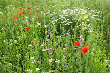 Yazın ortasında, tarlada çeşitli yabani çiçekler yetişir..