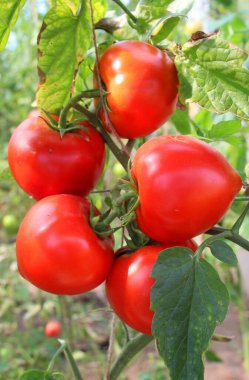Domatesler açık organik toprakta yetişir.