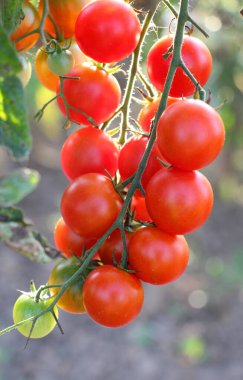 Bahçede, kiraz domatesleri açık arazide yetişir.