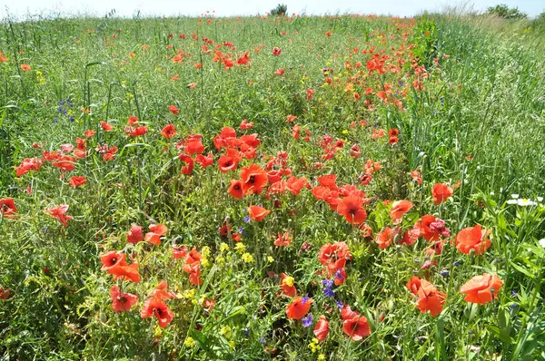Yazın ortasında, tarlada çeşitli yabani çiçekler yetişir..