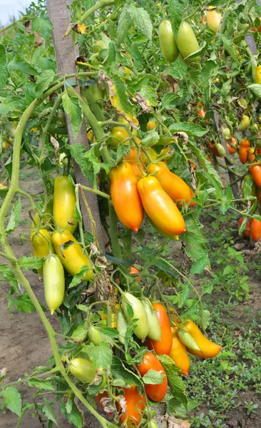 Domatesler açık organik toprakta yetişir.