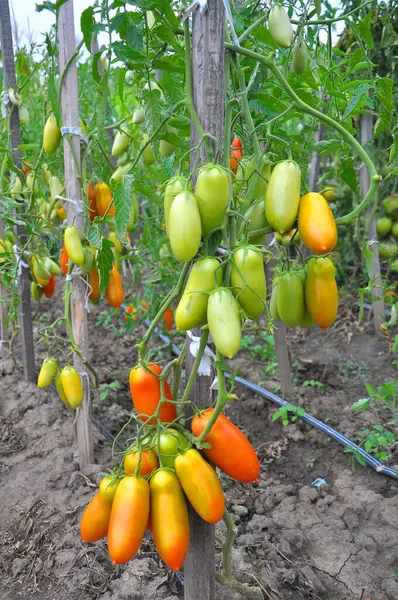 Domatesler açık organik toprakta yetişir.