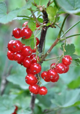 Dal dalında olgun kırmızı frenk üzümü (Ribes rubrum)