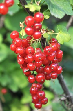 Dal dalında olgun kırmızı frenk üzümü (Ribes rubrum)