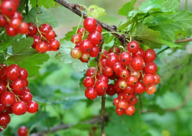Dal dalında olgun kırmızı frenk üzümü (Ribes rubrum)
