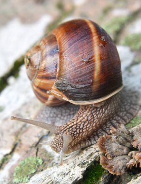 Vahşi doğada, büyük bir salyangoz Helix lucorum