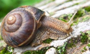 Vahşi doğada, büyük bir salyangoz Helix lucorum