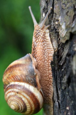 Vahşi doğada, büyük bir salyangoz Helix lucorum