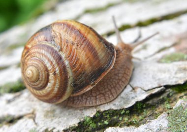 Vahşi doğada, büyük bir salyangoz Helix lucorum