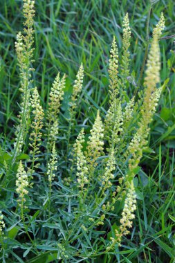Reseda lutea grows like a weed in the field
