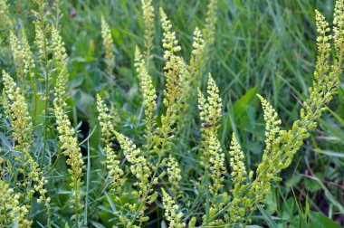 Reseda lutea grows like a weed in the field