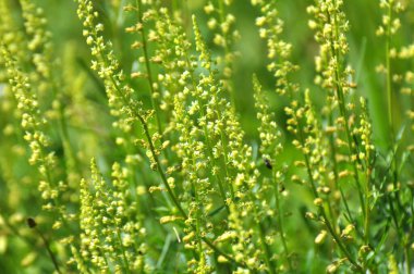 Reseda lutea grows like a weed in the field