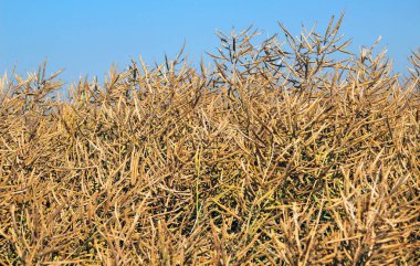 Yazın tarlada olgunlaşan bitkiler kolza tohumunun kış mahsulleri.
