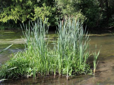 Baraj gölünün kıyısında vahşi doğada kamış topuzu yetişir (Typha)