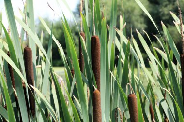 Baraj gölünün kıyısında vahşi doğada kamış topuzu yetişir (Typha)