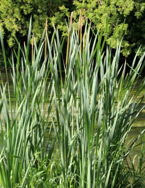 Baraj gölünün kıyısında vahşi doğada kamış topuzu yetişir (Typha)
