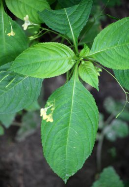 Yazın, Impatiens parviflora vahşi doğada yetişir. 