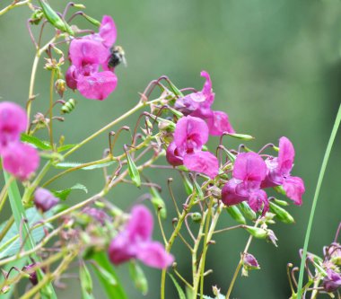 Yazın, sabırsızlar doğada büyür.