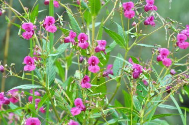 Yazın, sabırsızlar doğada büyür.