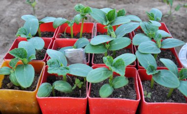 Bir serada organik toprakta yetişen salatalık tohumları.