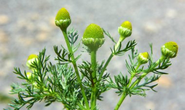 Kokulu papatya çayı (Matrikaria diskoidea) vahşi doğada yetişir. 