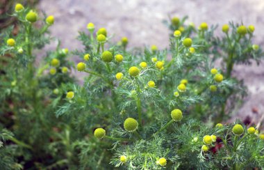 Kokulu papatya çayı (Matrikaria diskoidea) vahşi doğada yetişir. 