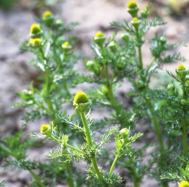 Kokulu papatya çayı (Matrikaria diskoidea) vahşi doğada yetişir. 
