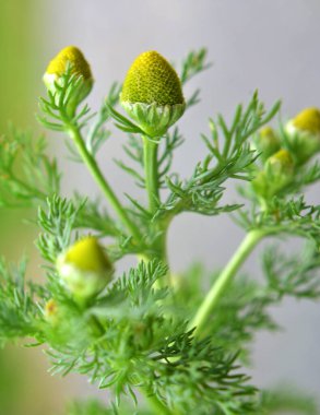 Kokulu papatya çayı (Matrikaria diskoidea) vahşi doğada yetişir. 