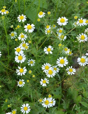 Kokusuz papatya çayı (Tripleurospermum maritimum) otların arasında yetişir.