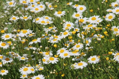 Papatyalar vahşi doğada açar (Leucanthemum vulgare)