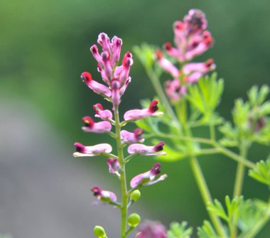 Fumaria officinalis baharda doğada çiçek açar.