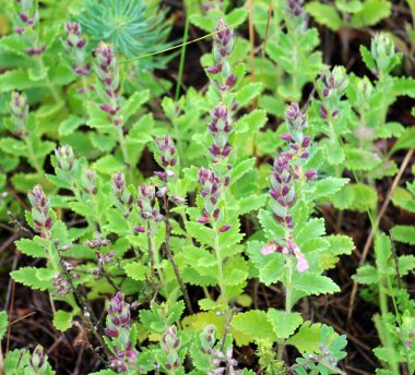 Yazın, Teucrium chamaedrys otların arasında yetişir.