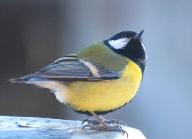 In the wild, a great tit (Parus major) sits on a branch 