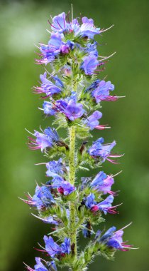Doğada, yabani otların arasında Echium vulgare çiçek açar.