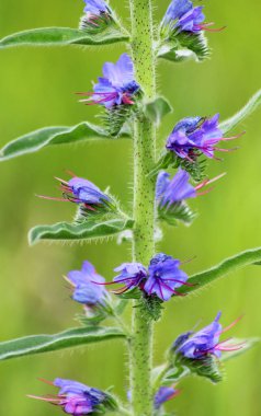 Doğada, yabani otların arasında Echium vulgare çiçek açar.