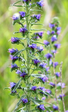 Doğada, yabani otların arasında Echium vulgare çiçek açar.