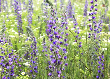 Doğada, yabani otların arasında Echium vulgare çiçek açar.