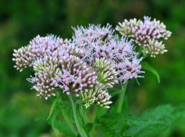 Vahşi kenevir tarımında çiçek açar (Eupatorium cannabinum)