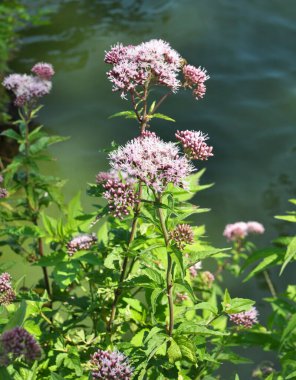Vahşi kenevir tarımında çiçek açar (Eupatorium cannabinum)